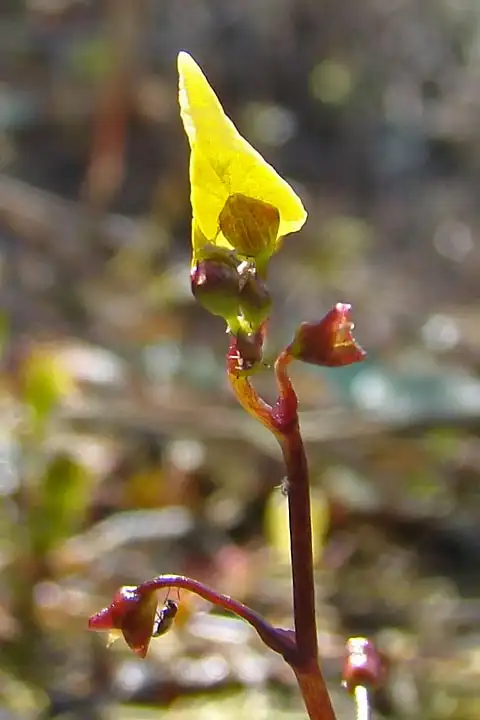 Gewöhnlicher Wasserschlauch (Utricularia vulgaris)